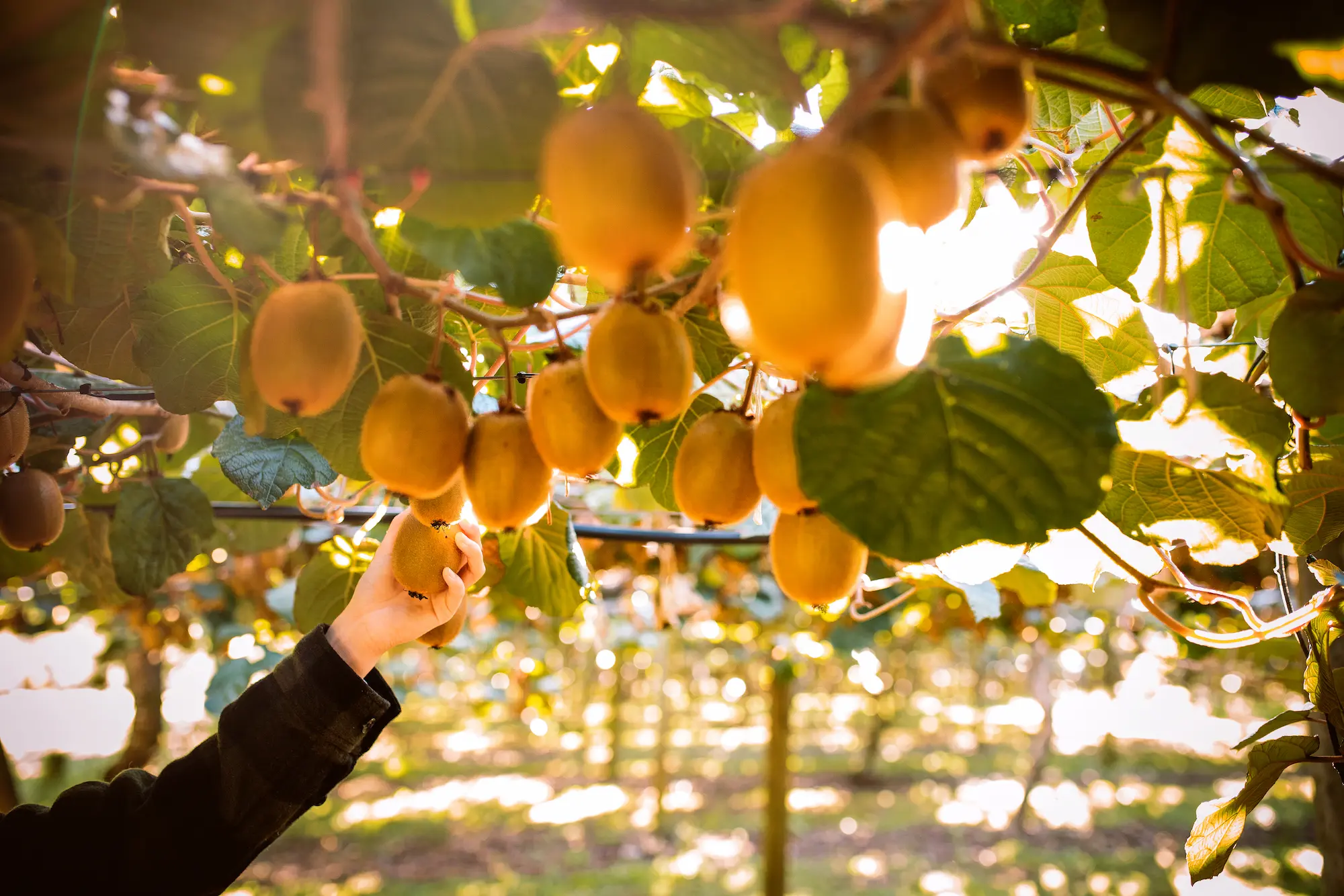 Kiwifruit 2