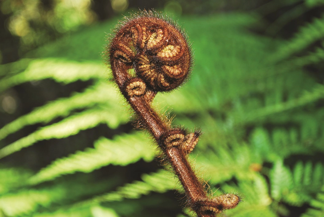 koru