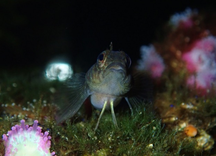 marine field station fish column